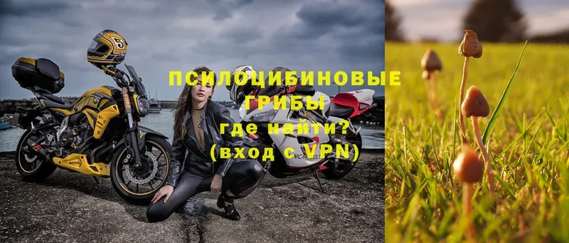 Галлюциногенные грибы Psilocybe  Туран 